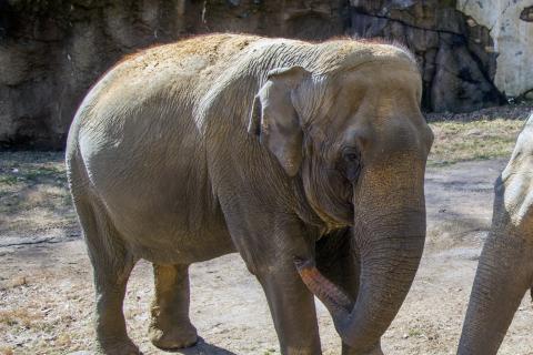 Asian elephant Shanthi at the Zoo's Elephant Trails exhibit.