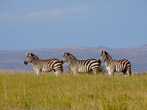 Plains zebras are one of the large wild herbivore species threatened by increasing numbers of livestock in Laikipia County, Kenya. Three plains zebras stand in tall grasses in Laikipia Kenya. The zebras stand in a line, and rolling hills with trees and buildings can be seen in the background.