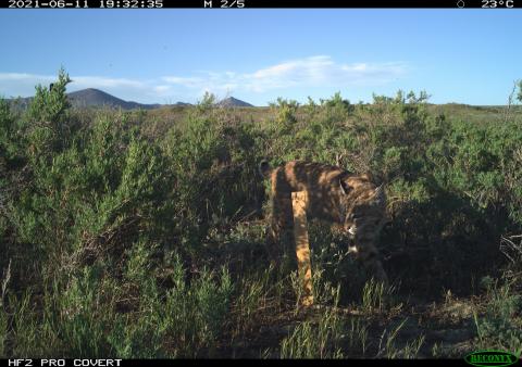 A bobcat walking through an area with tall shrubs and grasses on a sunny day