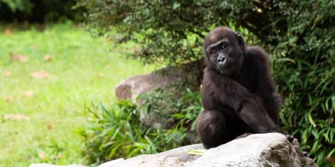 Infant western lowland gorilla Moke sits on a rock in a yard with grass and shrubs