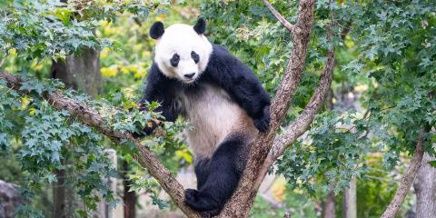 Giant panda Bei Bei stands in the branches of a tree green with foliage