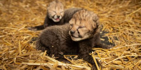 The first two cheetah cubs born via embryo transfer. Photo: Grahm S. Jones, Columbus Zoo and Aquarium two cheetah cubs with their eyes closed lay in hay