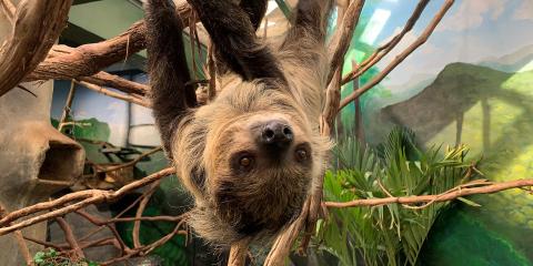 A southern two-toed sloth with coarse fur, long limbs and curved claws hangs upside-down from a tree branch.