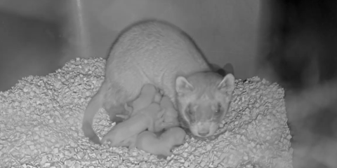 Female black-footed ferret in a nest box nursing her kits.