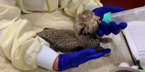 Male cheetah cub being bottle-fed formula. 