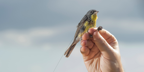 Hand holding a radio tagged Kirtland’s Warbler, a yellow and gray songbird, just before releasing it. 