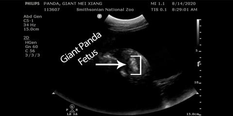 An image of an ultrasound showing a giant panda fetus