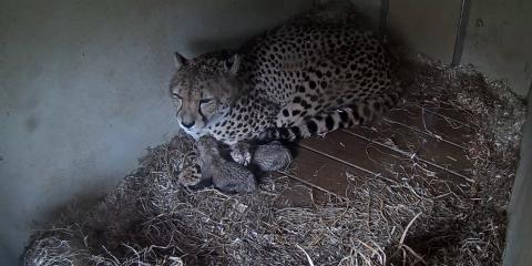 Momma cat with two itty bitty kitties in a straw-floored grotto