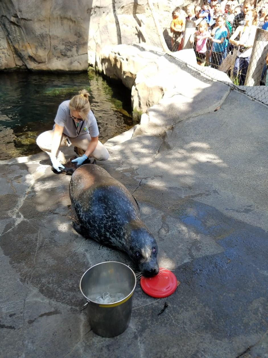 Harbor seal blood draw training