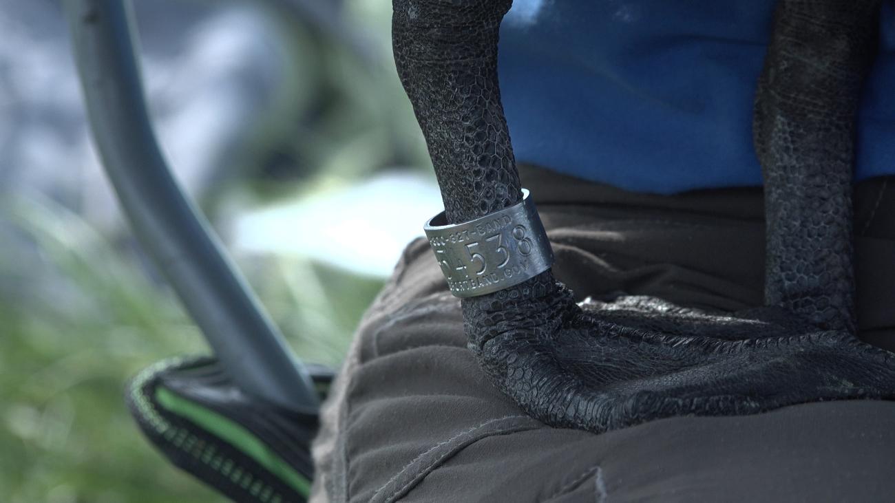 tag on a brown pelican's leg