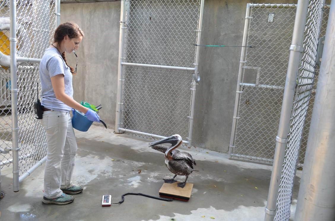 Pelican Training