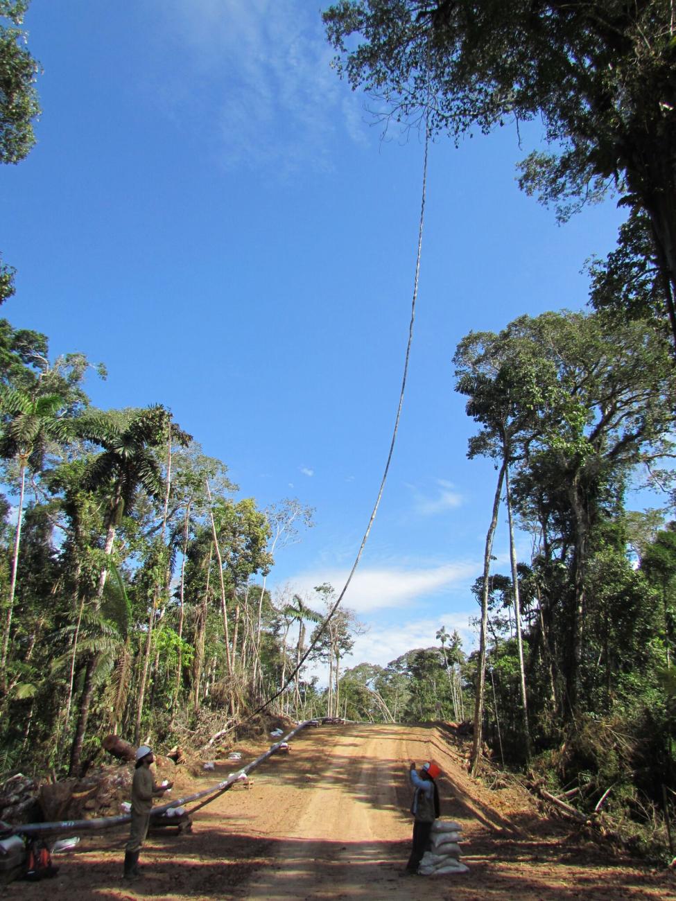 Placing vine bridges in the tree tops