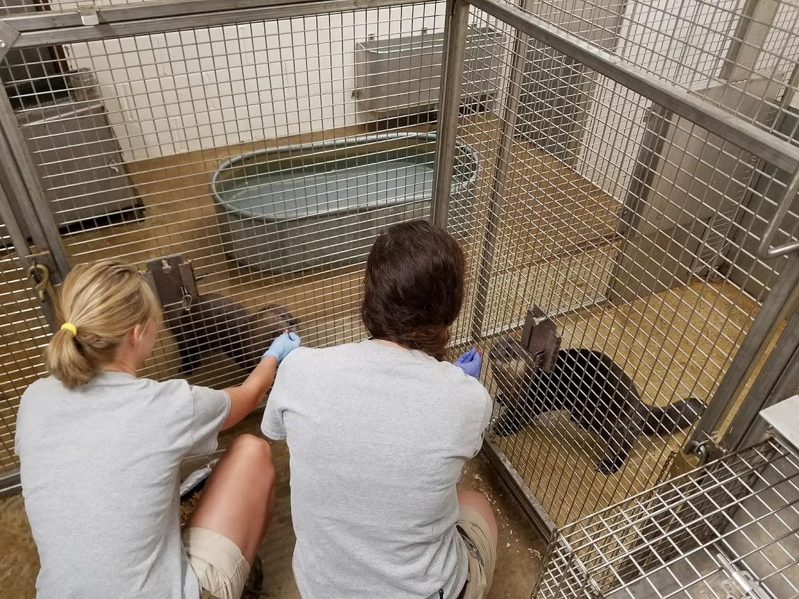 River otter training