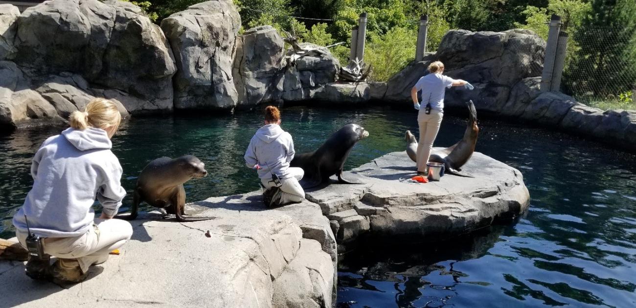 Sea Lion Demonstration