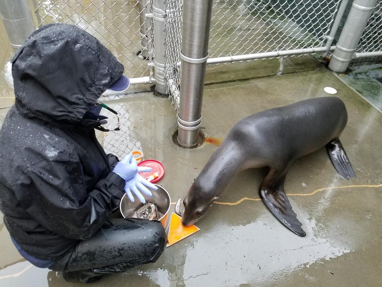 Training with sea lion Sidney in the rain