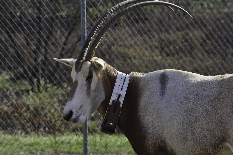 A scimitar-horned oryx wearing a tracking collar