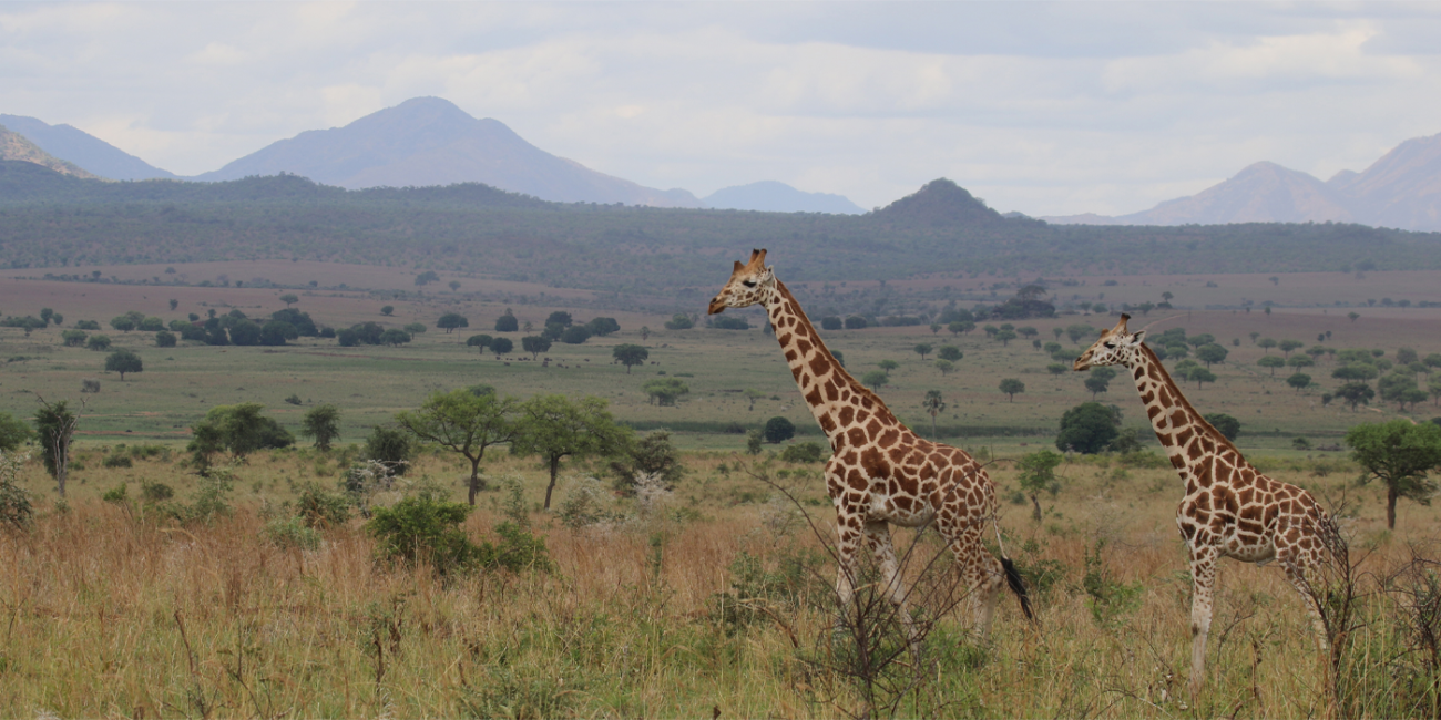 Giraffe on a savannah landscape.