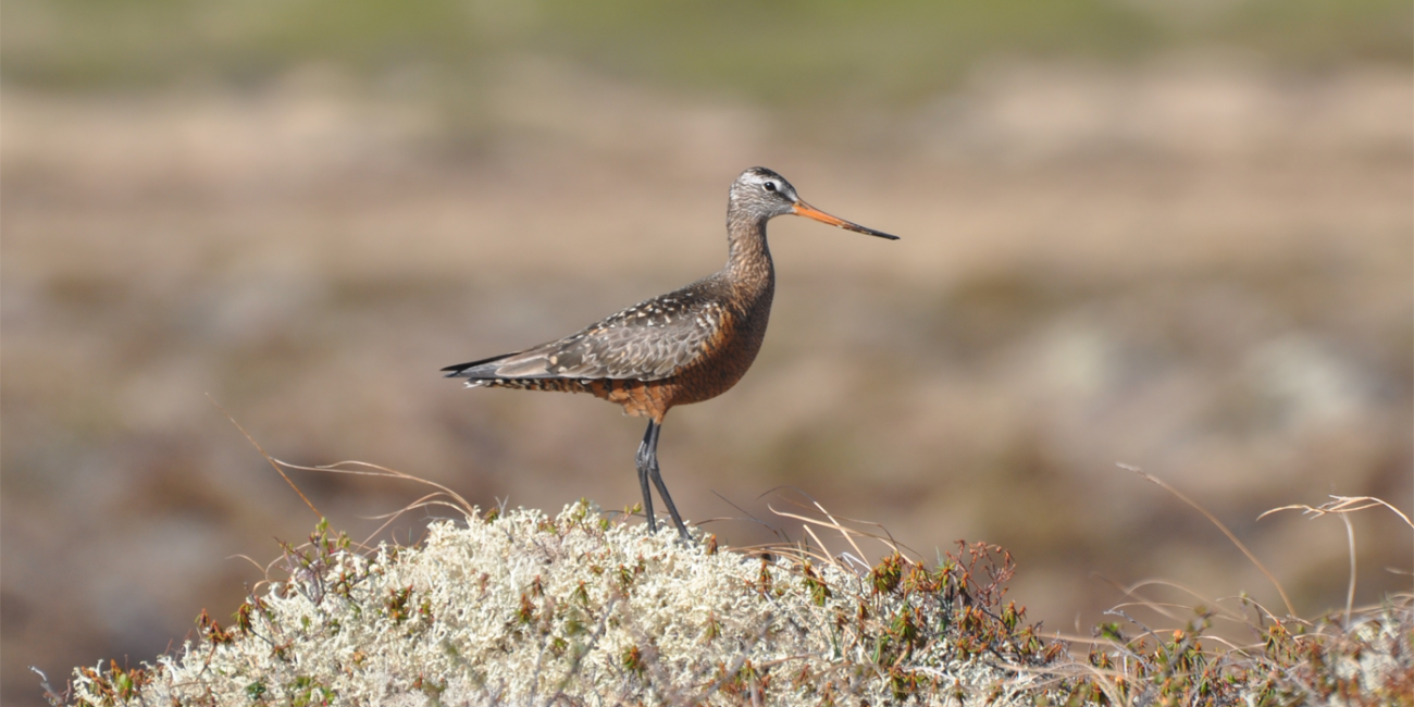 A Hudsonian godwit. Credit: USFWS