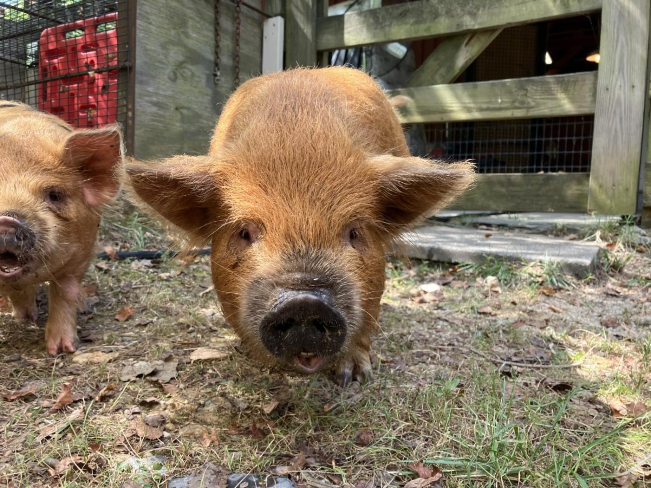 Photo of Otis, a young kunekune pig. Otis is a small, light brown colored pig.