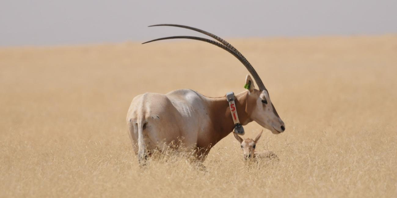 An adult scimitar horned oryx surveys a seemingly endless grassy plain. Close by, a baby oryx can be seen hiding among the yellow grass.