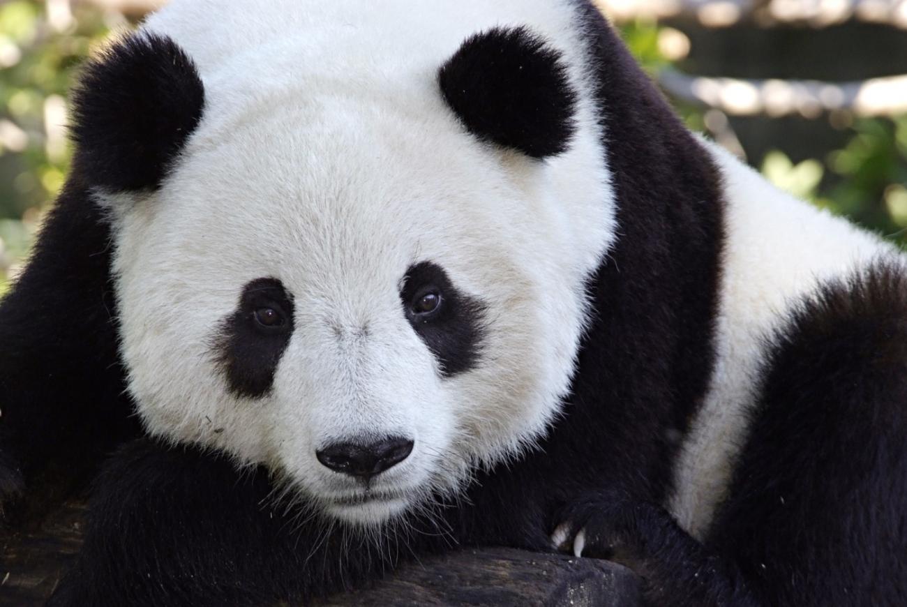 Closeup of Tian Tian.