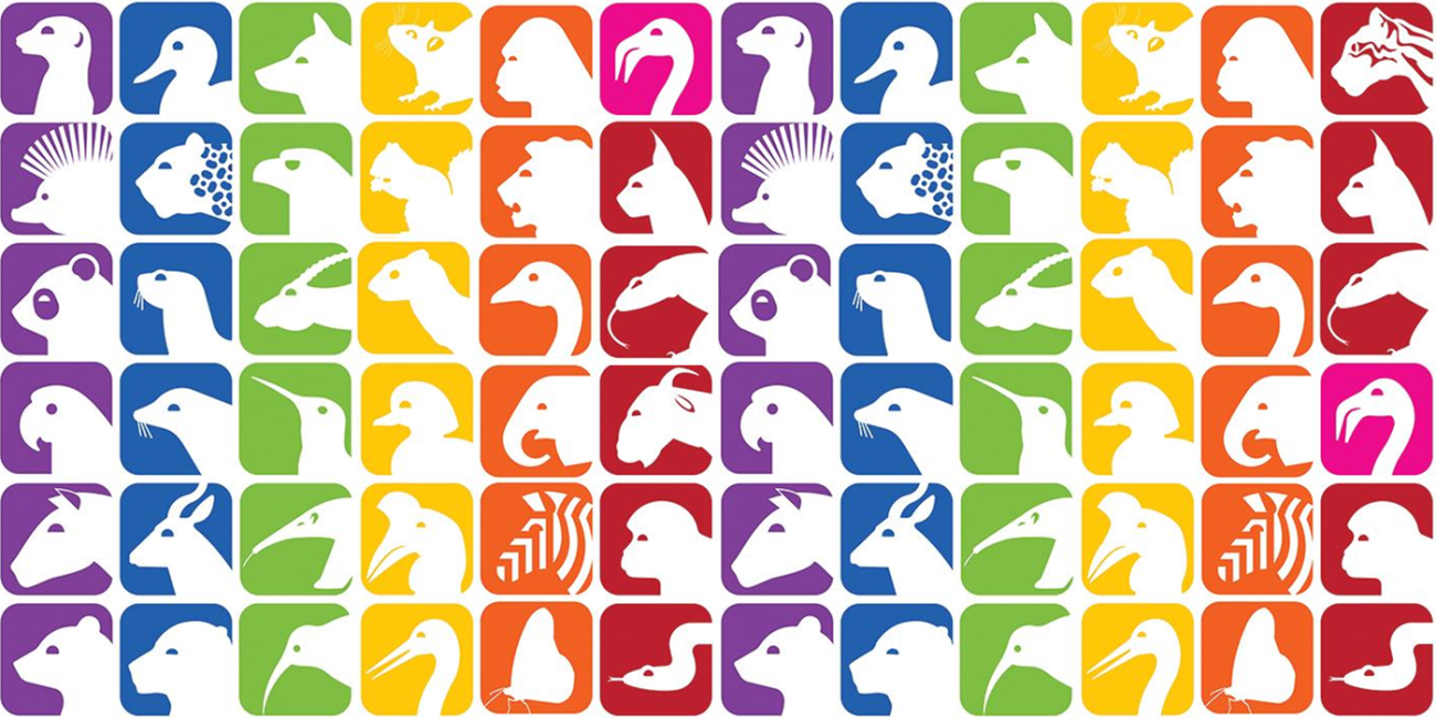 Square icons representing the Zoo's animals colored and arranged in a rainbow pattern.