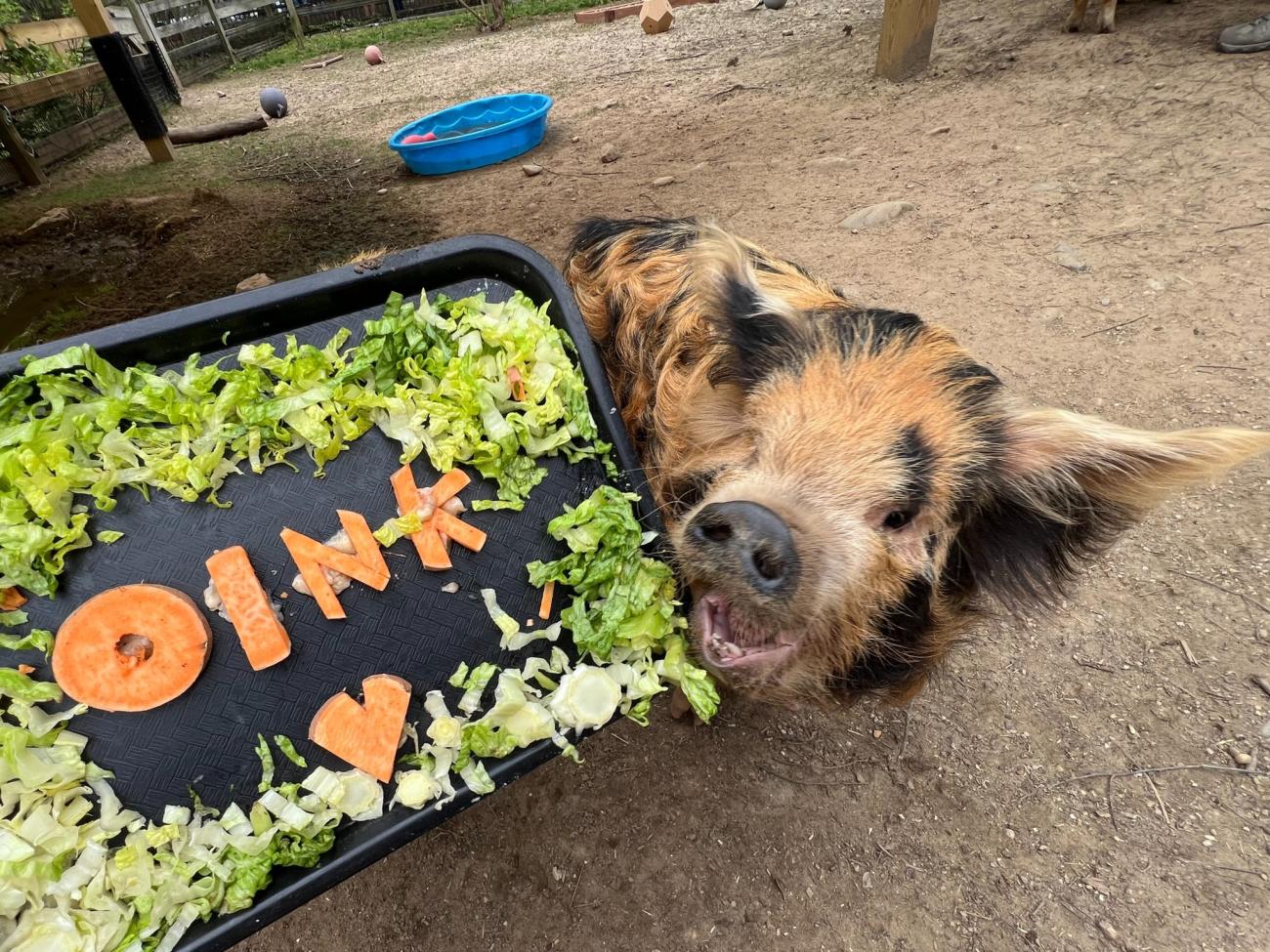 A ginger and black spotted kunekune pig stands next to a tray of shredded lettuce and letters made of sweet potato that spells "oink."