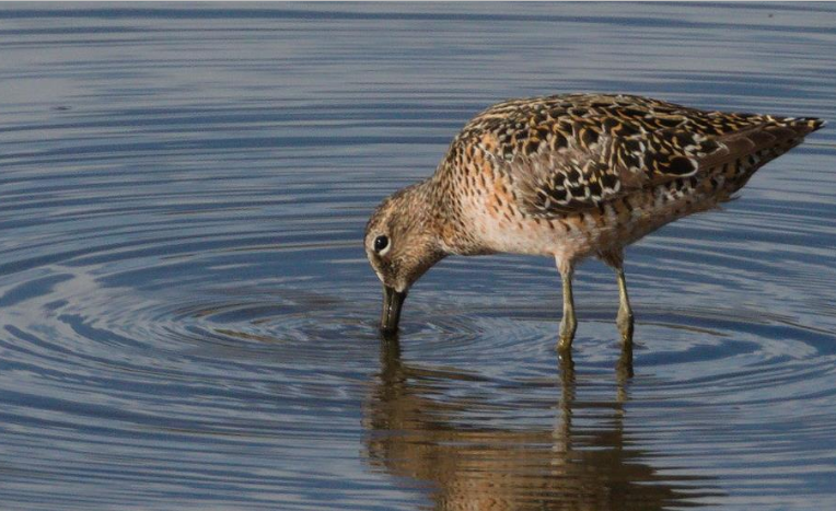 Long-Billed Dowitcher