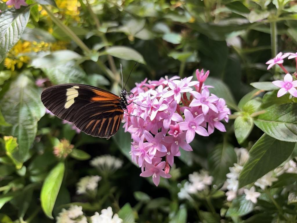A black and orange butterfly rests on a cluster of small pink and purple star-shaped flowers.
