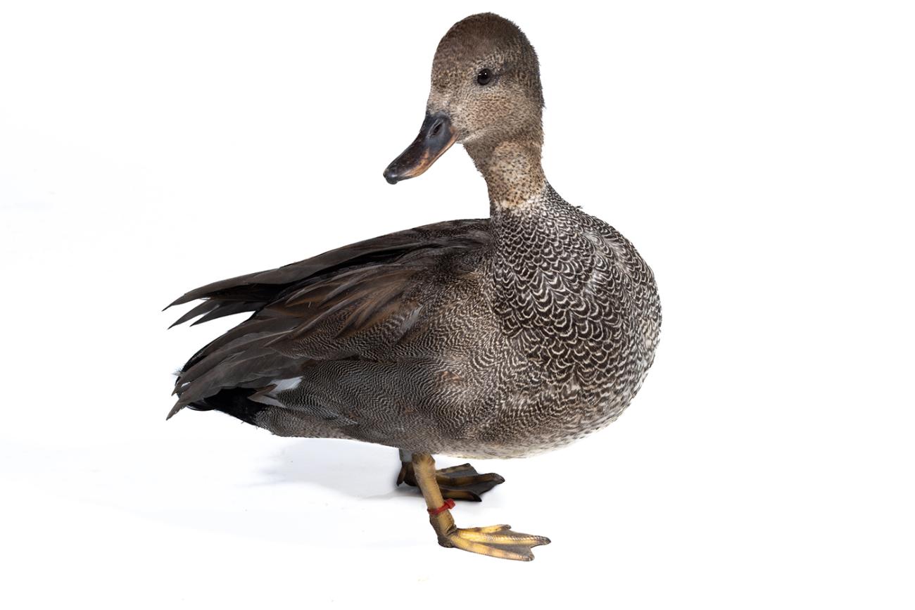 A large brownish-gray duck.