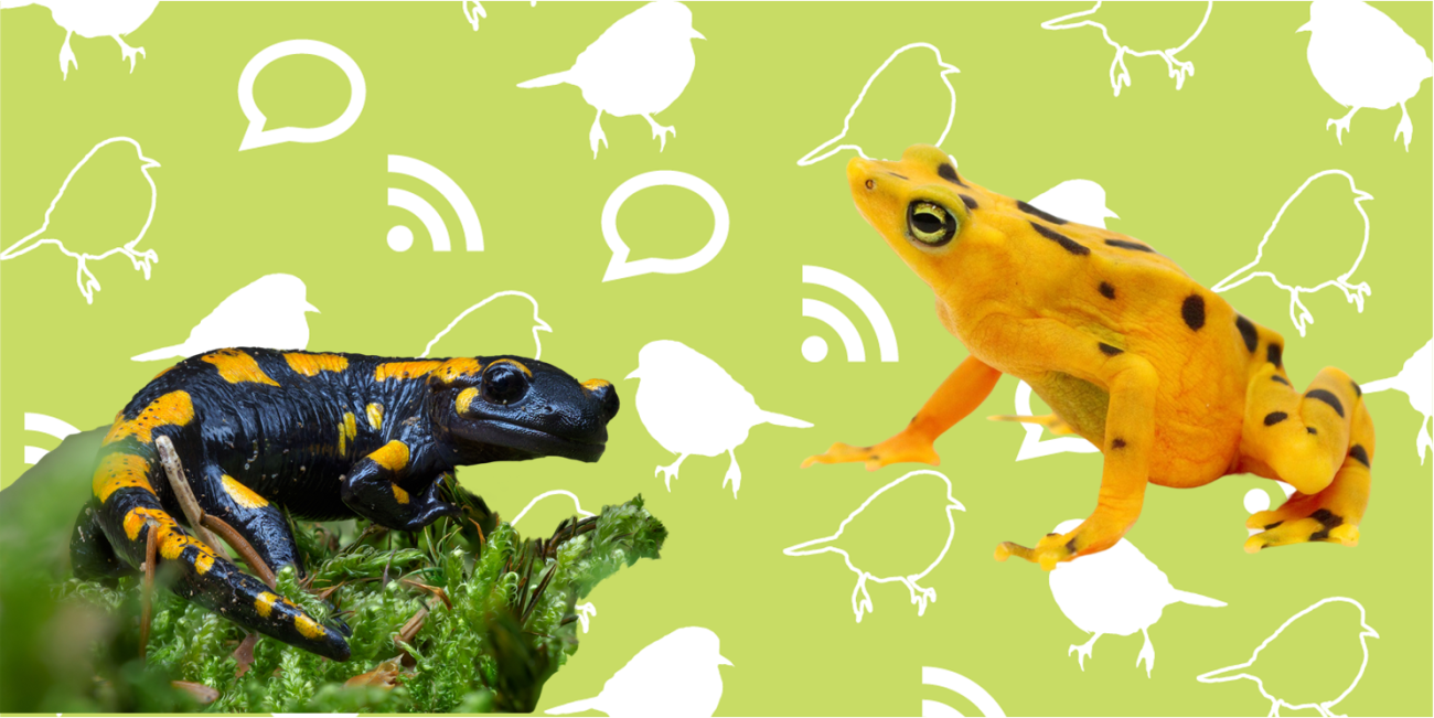 A balck and yellow salamander on moss sits on the left of the image and a panamanian golden frog that is yellow with black spots is on the right of the image. Both sit atop a green background with white icons of chat bubbles, wifi signals, and bird silhouettes. 