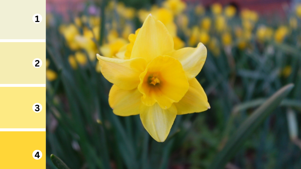 A close up angle of a yellow daffodil flower with green leaves with more daffodils behind.  