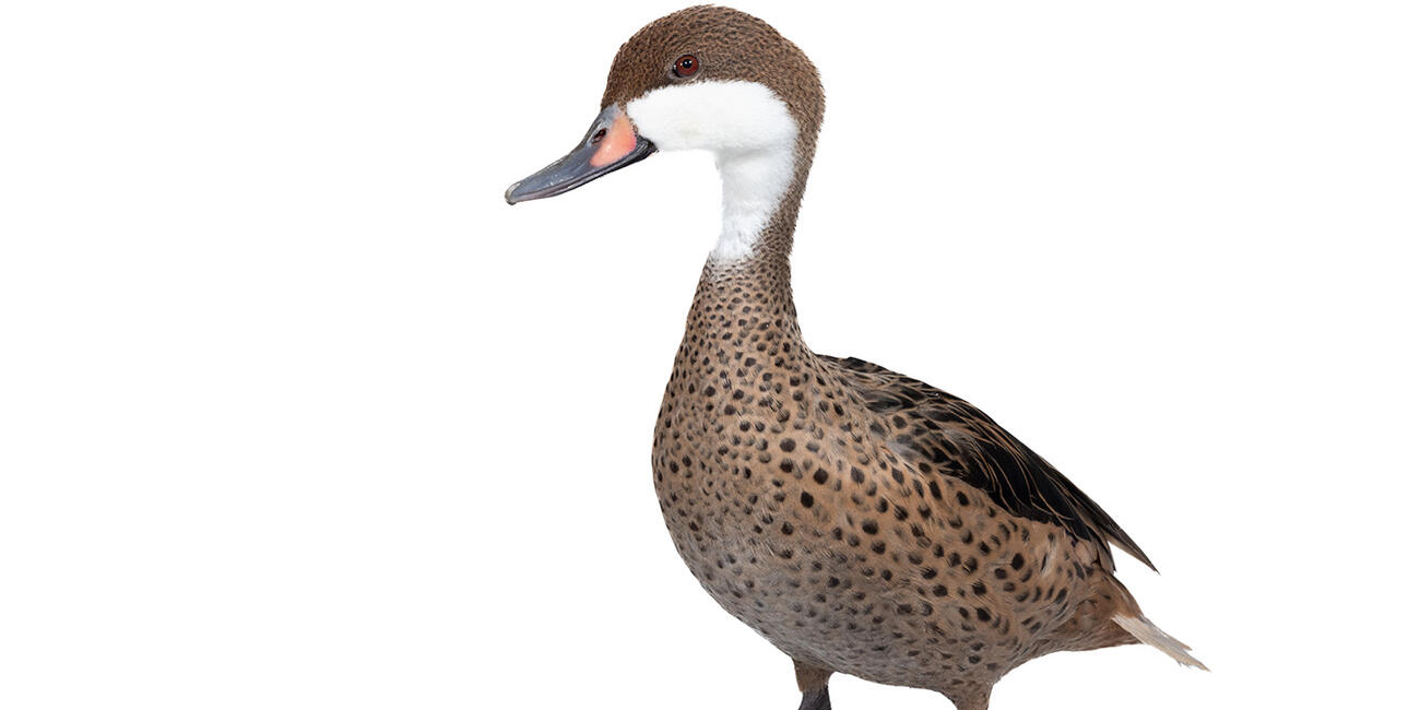 A duck with white cheeks and throat and a body light brown with dark spots on the chest and belly.