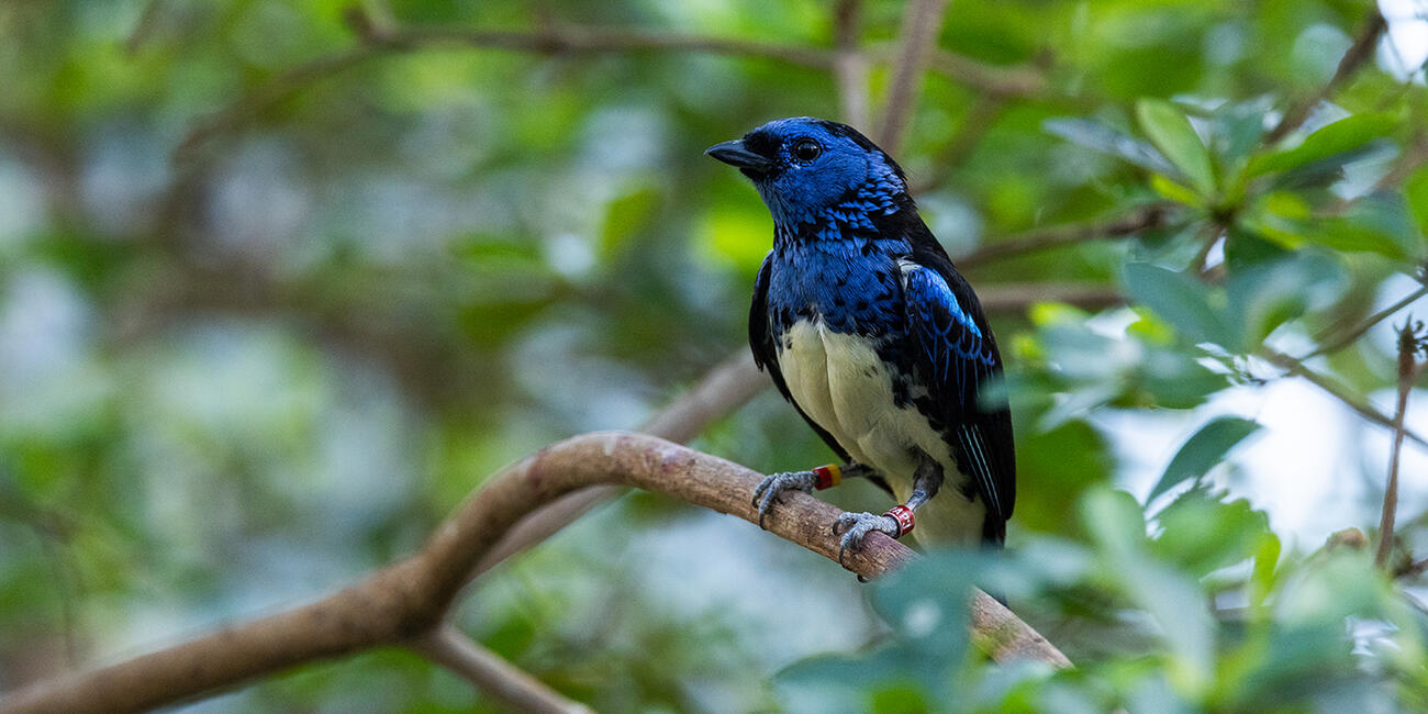 A black-and blue bird with a pale yellow belly.