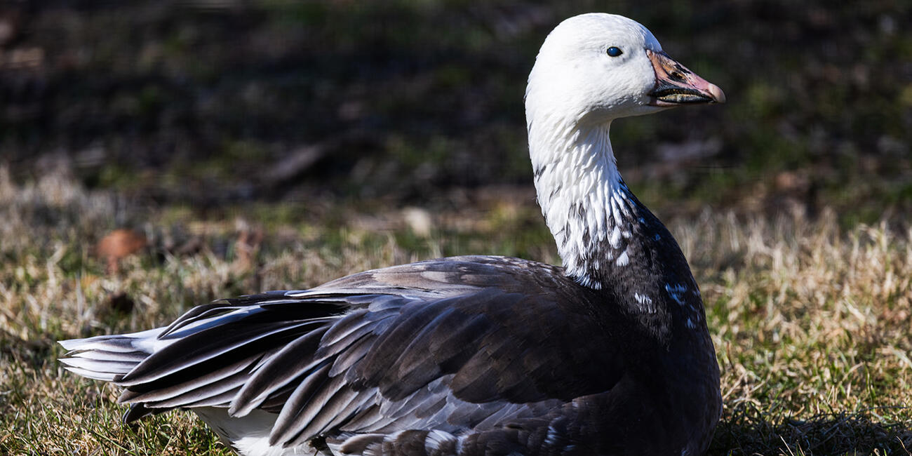 Side view of a medium-sized goose with blue-tinted gray body feathers and a white head.
