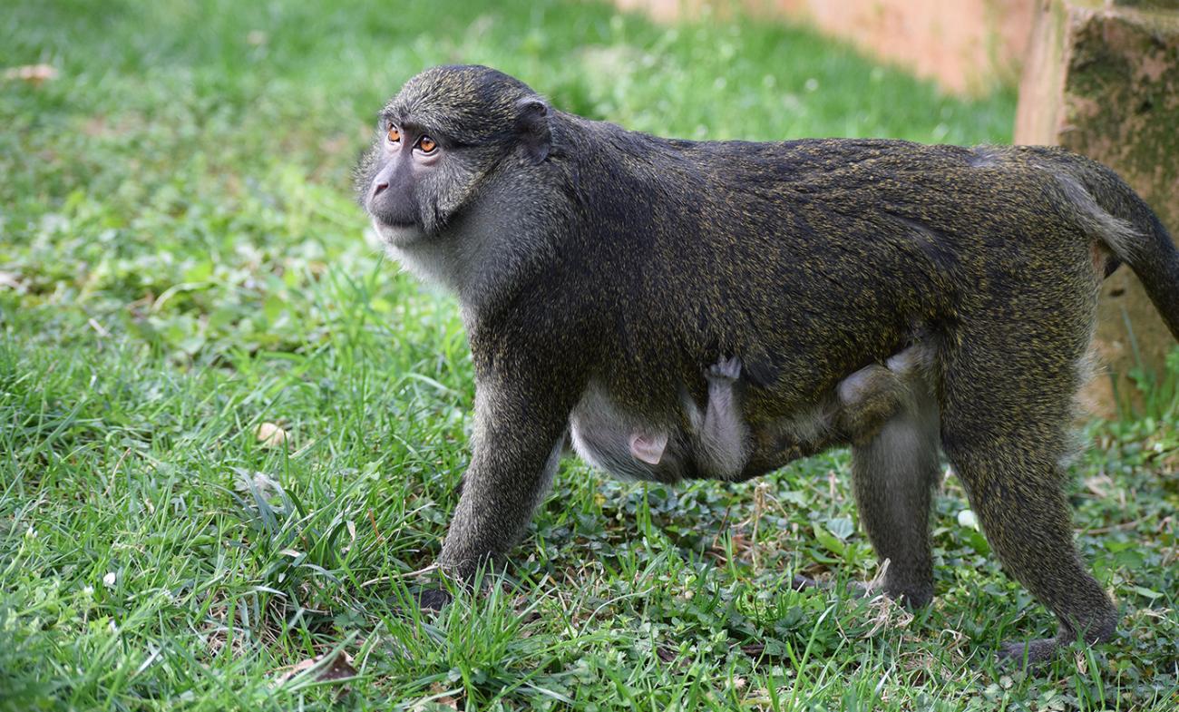 Allen's Swamp Monkey in the grass