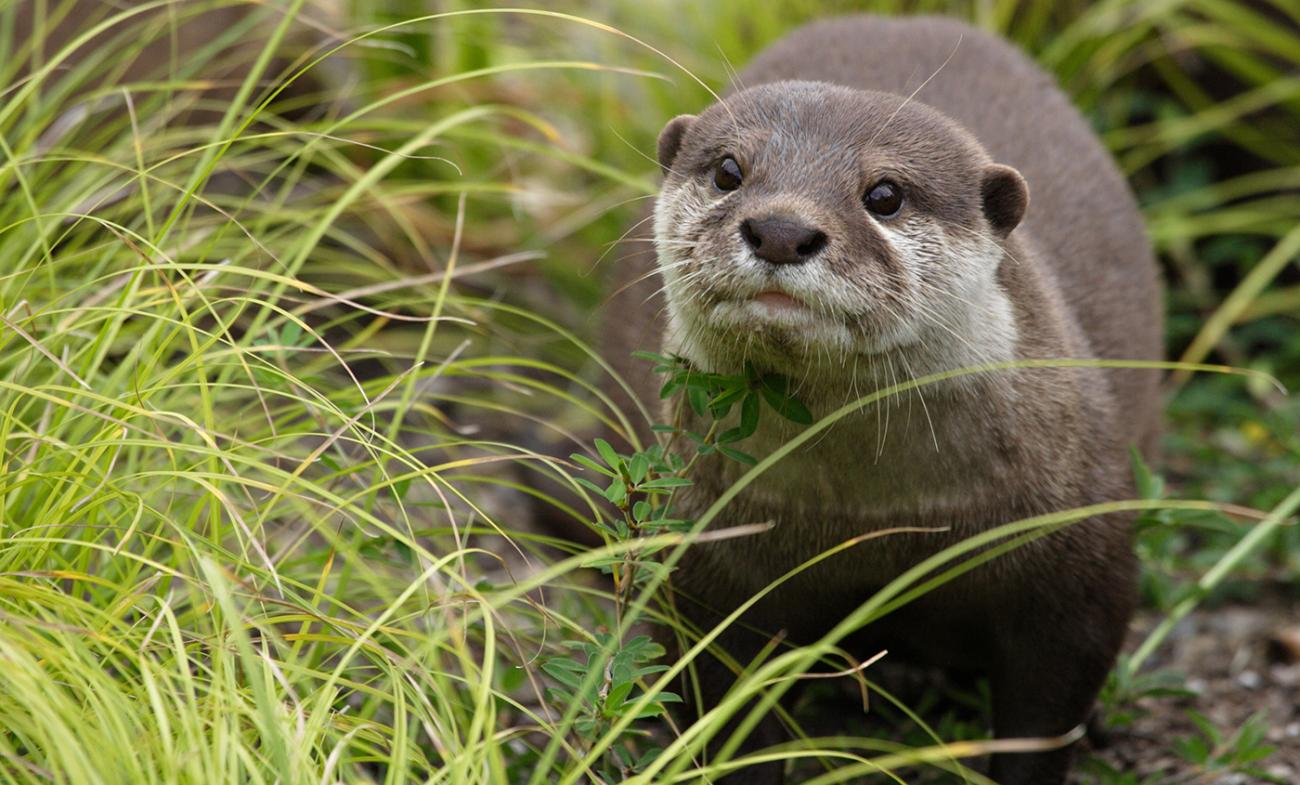 An Asian small-clawed otter in the grass. It is a weasel-like animal with small ears, whiskers, sleek, coarse fur, and a long tail.