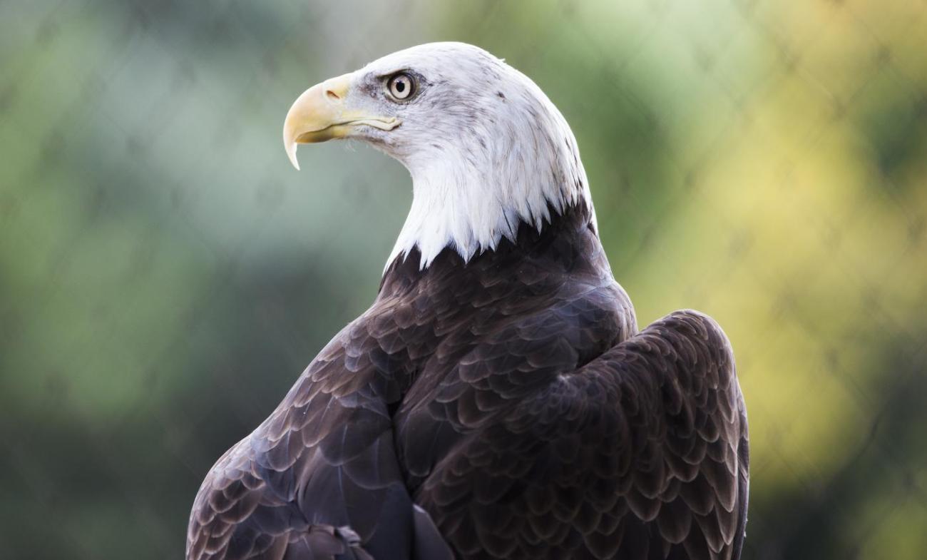 Bald Eagle leaf background