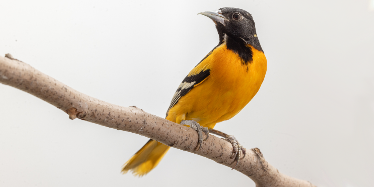 A male Baltimore oriole perches on a branch. Males have black heads and brilliant-orange bodies.