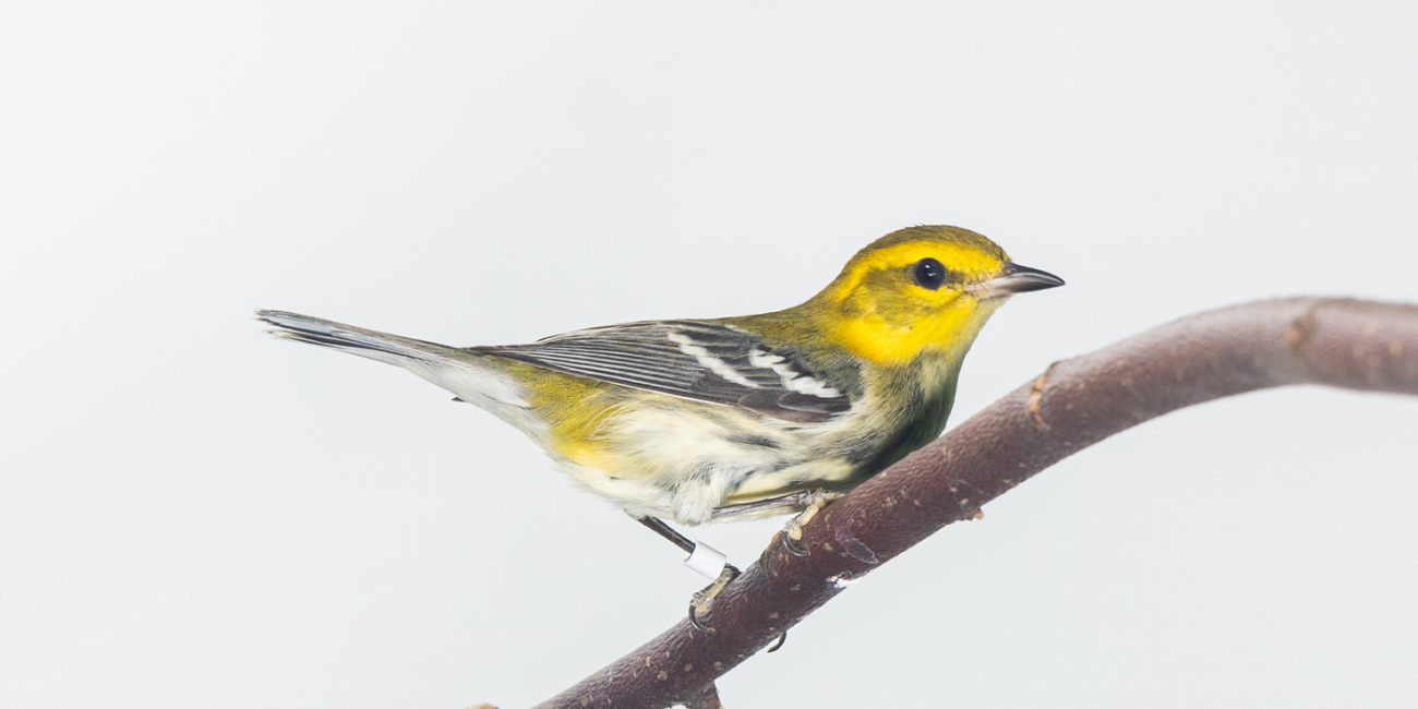 Side profile of a black-throated green warbler. This specimen has a yellow head, a gray throat, gray and black wings, and white undersides. It does not look particularly green.