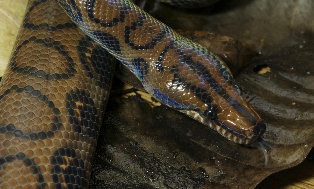 Olive snake with black outlines of circles on its back