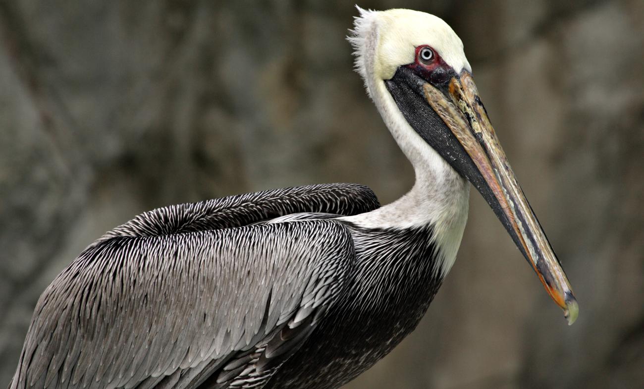 A brown pelican, with a gray-brown body, white neck and head, and long bill