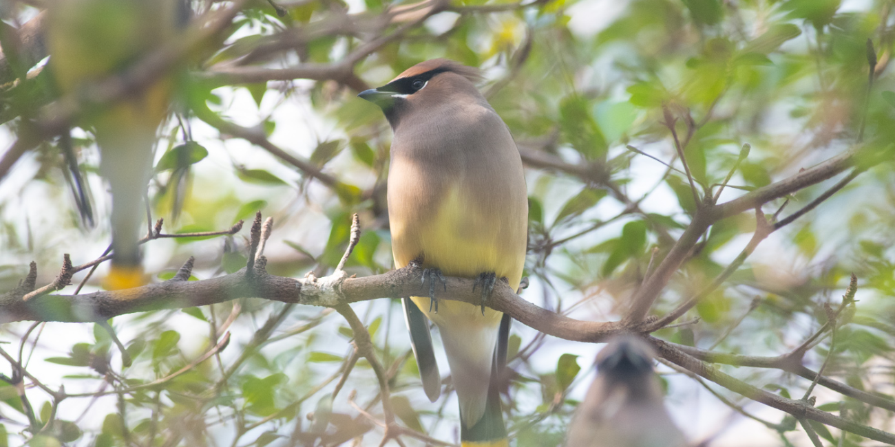 A single cedar waxwing rests upon a tree branch in the Bird Friendly Coffee Farm aviary.