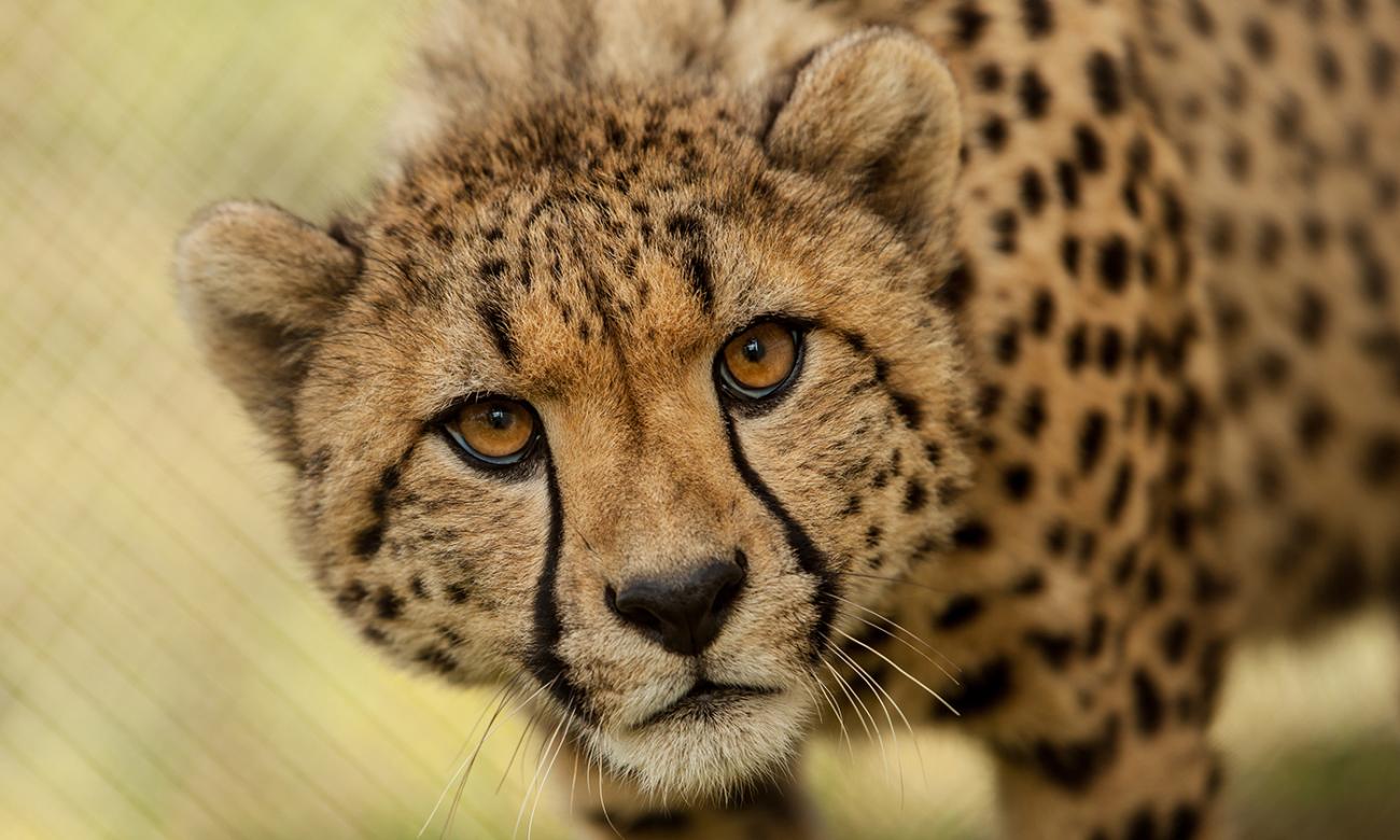 cheetah