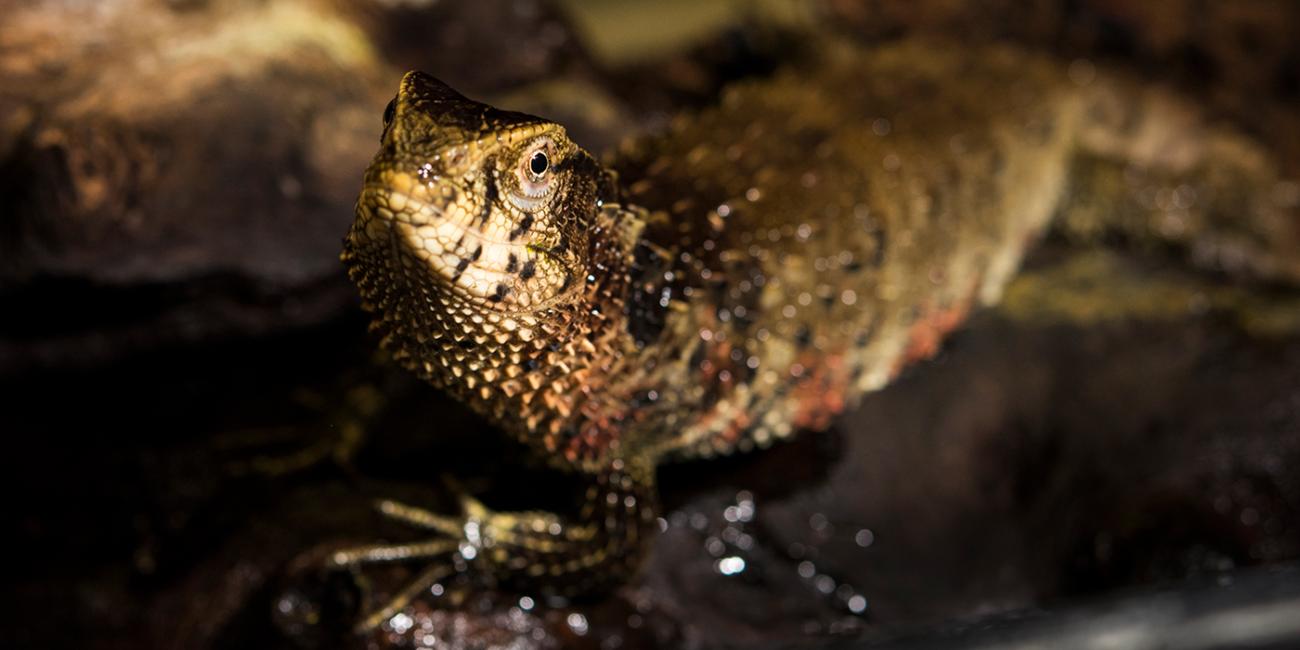 A Chinese alligator lizard standing on a rock in the water