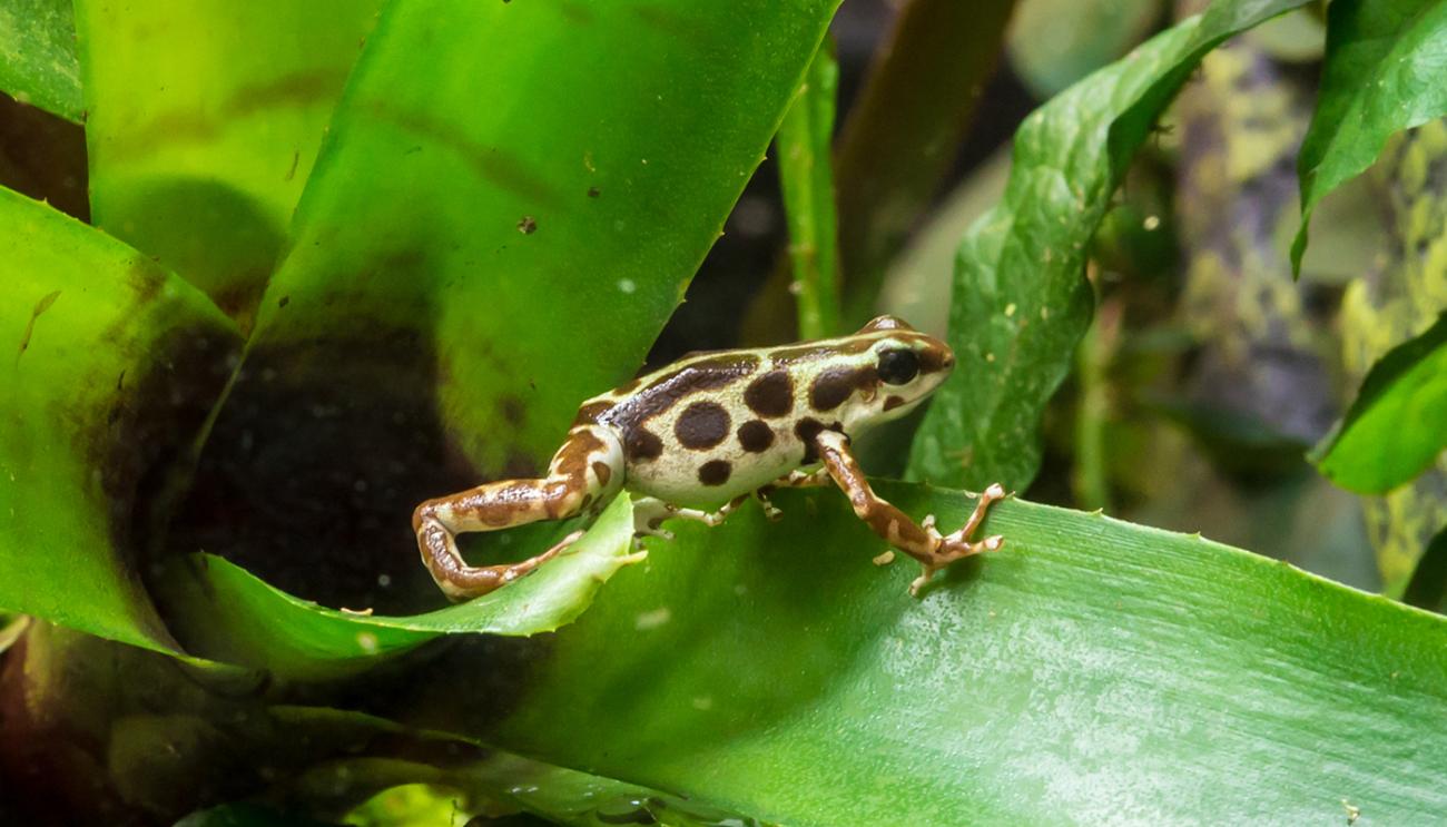 mottled brown and white frog stepping across a leaf