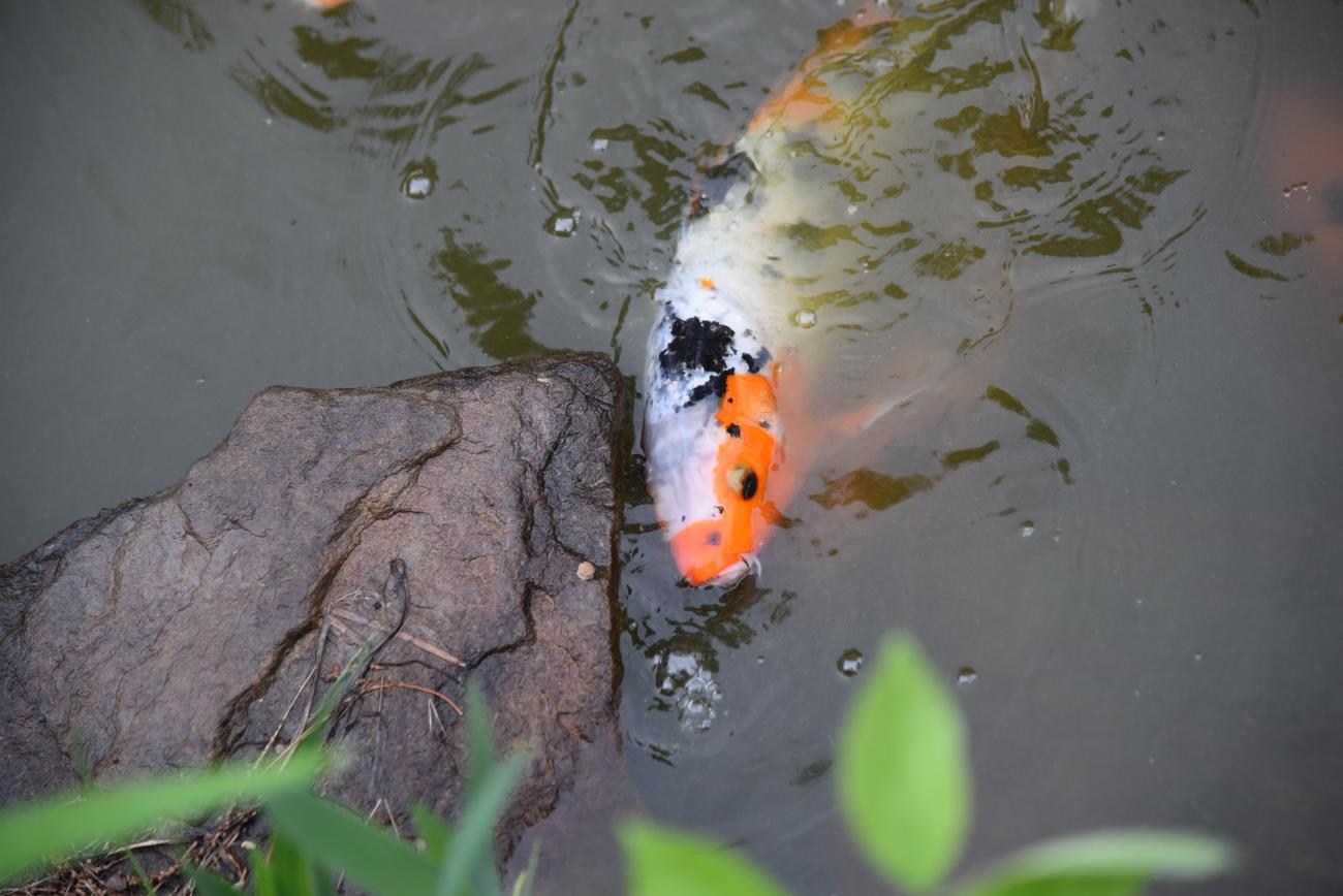 An orange and white Japanese koi fish swimming in a pond