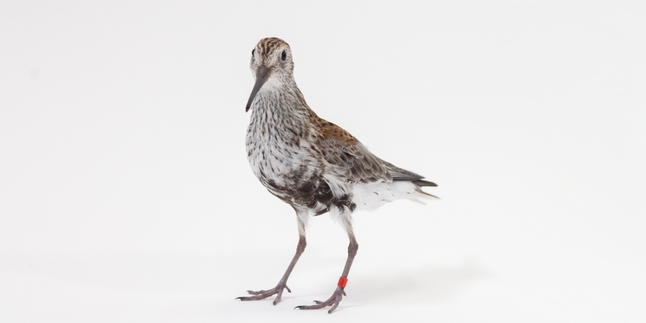 Forward profile of a dunlin, a small brown and grey shorebird with long legs and a long beak.