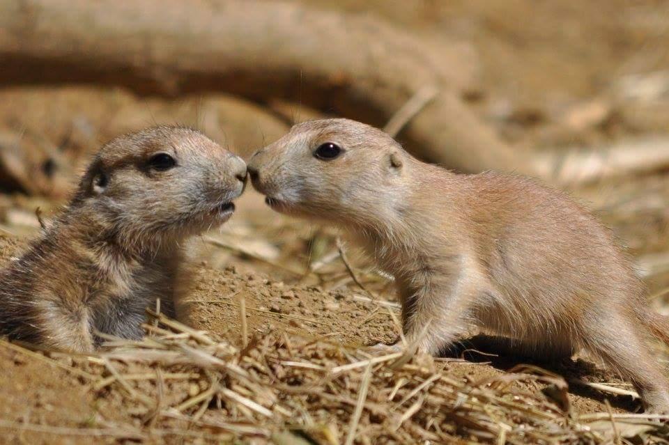 Two baby prairie dogs touching noses