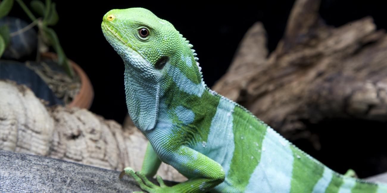 A Fiji banded iguana